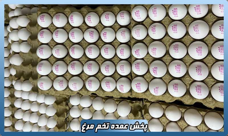 پخش تخم مرغ
