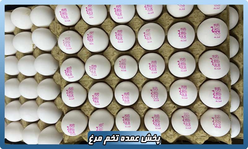 مرکز پخش تخم مرغ