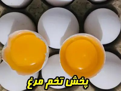 خرید از مرکز پخش