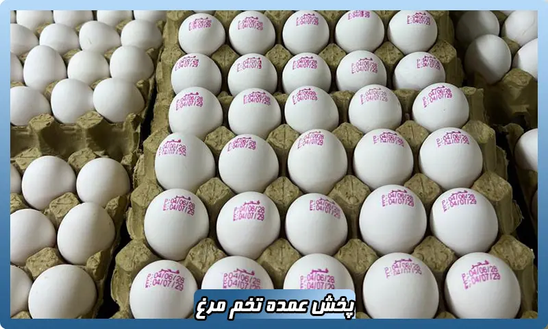 پخش تخم مرغ - خرید عمده از مرکز و مرغداری